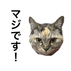 [LINEスタンプ] 猫語録。