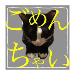 [LINEスタンプ] 猫の大福スタンプ