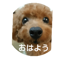 [LINEスタンプ] family toy poodle 1