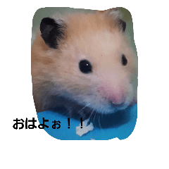 [LINEスタンプ] hamster hamster 2018