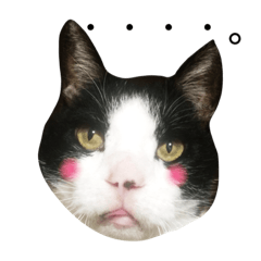 [LINEスタンプ] my cat poro.2