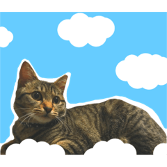 [LINEスタンプ] 猫のミー、うさぎのシュシュ、写真イラスト