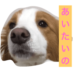 [LINEスタンプ] レッドのボーダーコリーなっちゃん