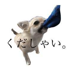 [LINEスタンプ] こむまみれ 1.1