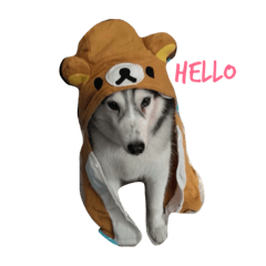 [LINEスタンプ] husky sweety