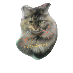 [LINEスタンプ] 家猫のスタンプ