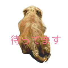 [LINEスタンプ] 今日のはる