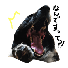 [LINEスタンプ] ぼーだーこりー