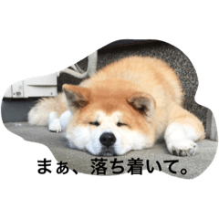 [LINEスタンプ] 秋田犬、つーさん