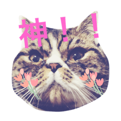 [LINEスタンプ] ぶぶ猫ちゃん