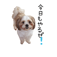 [LINEスタンプ] シズオのシーちゃん