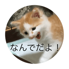 [LINEスタンプ] 日常会話を猫の気持ちで表現