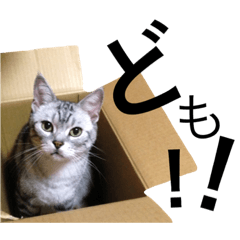 [LINEスタンプ] 岡崎家の猫たち②