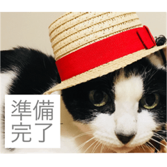 [LINEスタンプ] 我が家の猫chan。