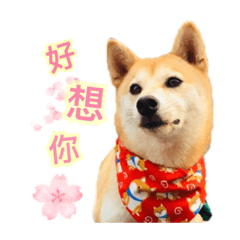 [LINEスタンプ] Flower girl  Chai dog Life