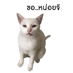 [LINEスタンプ] Aomsub the lazy catの画像（メイン）