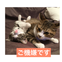 [LINEスタンプ] 愛しい めいとかい