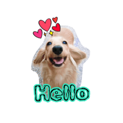 [LINEスタンプ] A Qcute dog