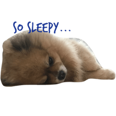 [LINEスタンプ] Wilson the Mini Pomeranian