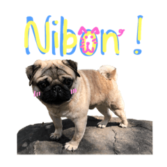 [LINEスタンプ] Nibon the Pug ！