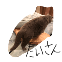 [LINEスタンプ] ブリティッシュねこ