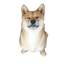 [LINEスタンプ] Sieiw the Shiba