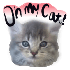 [LINEスタンプ] 猫トーク！！ 猫写真 日本語,敬語,英語の画像（メイン）