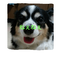 [LINEスタンプ] 家の愛犬モナ