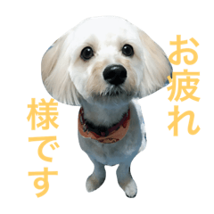 [LINEスタンプ] もこちょとニコ