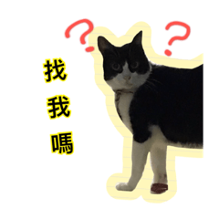 [LINEスタンプ] Q cat a every day 2