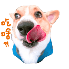 [LINEスタンプ] CORGI_DOU_DOU_LIFE