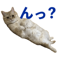 [LINEスタンプ] あんず 愛くるしいスタンプ