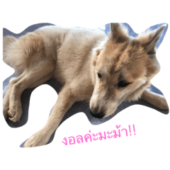 [LINEスタンプ] the dog name is Gigi