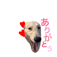 [LINEスタンプ] ゴールデンレトリバーのジャム