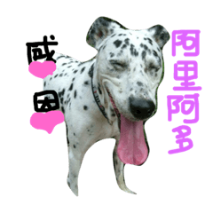 [LINEスタンプ] Dalmatian PongPong