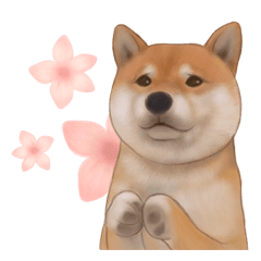 [LINEスタンプ] 柴犬 Shibaの画像（メイン）
