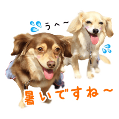 [LINEスタンプ] チワックスのショコラとアンジュ②