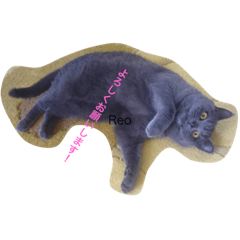 [LINEスタンプ] ブリティッシュ猫 Reo