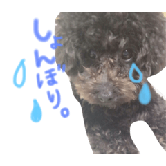 [LINEスタンプ] 毎日のこたろうくん