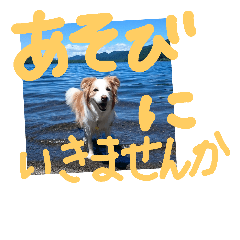 [LINEスタンプ] レッボー光太郎