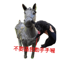 [LINEスタンプ] Black-Poodle Qiu-Qiu daily