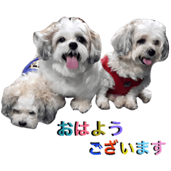 [LINEスタンプ] My Dogs (Japanese Version)