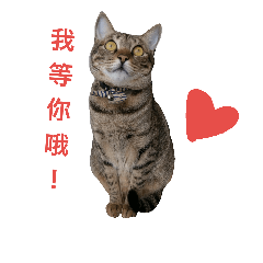 [LINEスタンプ] Lele cat