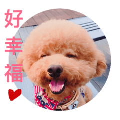 [LINEスタンプ] poodle Qg Greetings to you