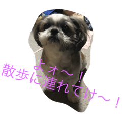 [LINEスタンプ] 陽気なシーズー チャチャ