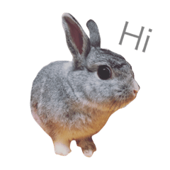 [LINEスタンプ] Rabbit MICO