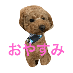 [LINEスタンプ] 関西弁トイプードル