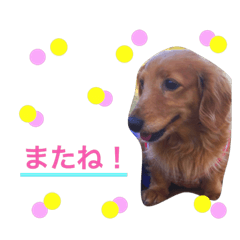 [LINEスタンプ] ミニチュアダックスフンド  犬