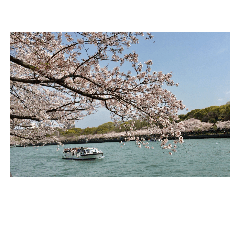 [LINEスタンプ] 桜ノ宮の桜