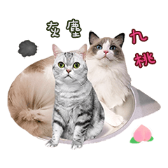 Ragdoll Cat ＆American Shorthair Cat-Love